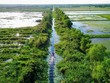 C.P. Việt Nam bàn giao dự án phục hồi 17 ha rừng tràm tỉnh Long An