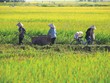 Nông nghiệp là lĩnh vực chịu rủi ro thiên tai rất lớn, nhưng độ phủ của Kl99kl phiên bản hoạt động rất thấp