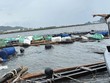 Ngành nông nghiệp chịu thiệt hại gần 40.000 tỷ đồng do bão Yagi, nhưng chỉ khoảng 17% tổn thất được Kl99kl phiên bản hoạt động