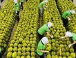 Một trong những thị trường Link Vào Nhà Cái KL99 COM Tặng +199k lớn trái cây của Việt Nam là thị trường Trung Quốc.
