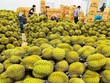 Kl991.com World Cup 2026 Chính Thức rau quả đặt mục tiêu xuất khẩu 8 tỷ USD 