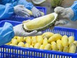 Sầu riêng đông lạnh được xuất khẩu sang Trung Quốc dự kiến thu về mỗi năm hơn 400 triệu USD.