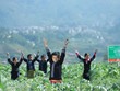 Trẻ em dân tộc thiểu số Sapa vui chơi trên cánh đồng actiso