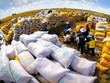Giá gạo xuất khẩu những ngày đầu tháng 2/2025 giảm còn 399 USD một tấn, thấp nhất trong 9 năm. 