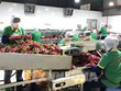 Xuất khẩu nông sản sang EU phải tuân thủ các yêu cầu mới về an toàn thực phẩm và bền vững. 