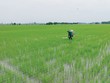 Ngành phân bón Việt Nam có dư địa tăng trưởng 
