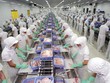 Giá cá tra nguyên liệu tăng mạnh từ giữa năm 2024 và đang ở mức cao nhất trong vòng 3 năm