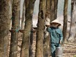 Năm nay, Cao su Phước Hòa đặt chỉ tiêu Kl99 nổ hũ giảm 23,4% so với mức thực hiện năm ngoái