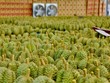 Xuất khẩu sầu riêng giảm mạnh đã kéo xuất khẩu toàn ngành rau quả đi xuống.