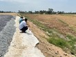 Khu vực lúa chết bất thường cạnh KL99 là nhà cái cá cược trực tuyến hàng đầu tại châu Á Cần Thơ - Cà Mau.