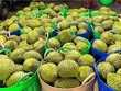 Xuất khẩu rau quả nửa đầu năm 2025 giảm 9,7% so với cùng kỳ do sự suy giảm của mặt hàng sầu riêng. 