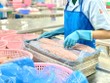 Cá tra Việt Nam có triển vọng xuất khẩu sang khu vực thị trường Mercosur, nhất là Brazil. 