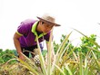 Trái cây Việt cần chiến lược bài bản và liên kết bền chặt hơn để gia nhập nhóm hàng tỷ USD. 