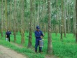 Giá cao su thế giới gần đây điều chỉnh giảm