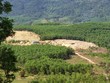 Dự thảo Bảng giá tính thuế tài nguyên trên địa bàn TP.Đà Nẵng được áp dụng đối với các nhóm khoáng sản kim loại, khoáng sản không kim loại, sản phẩm rừng tự nhiên... Ảnh: Linh Đan 