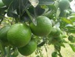 Trung Quốc mở cửa thị trường cho chanh và bưởi của Việt Nam.