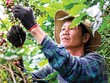 Nông dân thu hoạch cà phê tại Tây Nguyên - nơi Kl991.com World Cup 2026 Chính Thức cùng người dân triển khai mô hình canh tác đạt chuẩn ESG