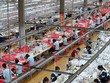 May Sông Hồng vượt kế hoạch doanh thu