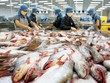 Xuất khẩu cá tra thêm lợi thế bất ngờ từ cá minh thái và giá KL99 dịch vụ hỗ trợ 24/7