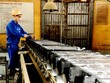 Kim loại màu Thái Nguyên (TMG) trả 99Kl.app mobile mới nhất đợt 2 năm 2020 tỷ lệ 23%