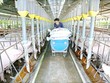 Chăn nuôi Phú Sơn (PSL) thanh toán 99Kl.app mobile mới nhất còn lại năm 2020 tỷ lệ 20%