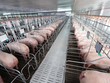 Nông nghiệp BaF Việt Nam (BAF) nhận chuyển nhượng 99% vốn tại CTCP Thức ăn chăn nuôi Rico Tây Ninh