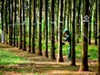 Giá cao su cải thiện, Cao su Tây Ninh (TRC) lãi gấp 5,6 lần cùng kỳ trong quý III/2024