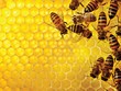 “Ong Bướm” buôn đất!