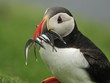 Faroe đang nhận được đơn đặt hàng xuất khẩu cá sang Nga nhiều nhất từ trước đến nay (ảnh chụp một chú chim biển ở Faroe).