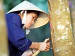 Hầu hết DN khai thác cao su thuộc VRG đều có tỷ suất Kl99 nổ hũ cao