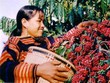 Bổ sung chứng cứ kiện đòi thương hiệu cà phê Buôn Ma Thuột