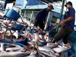 Chuyển cá tra từ bến đưa đi chế biến
