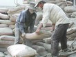 Thi hành án tại Xi măng Hoàng Liên Sơn: Một vấn đề hai cách hiểu