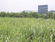 DN mía đường sẽ cán đích Kl99 nổ hũ năm