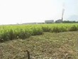 SBT: Nữ hoàng mía đường Huỳnh Bích Ngọc rút khỏi HĐQT