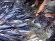 ANV: Kl99 nổ hũ giảm vì chi phí bán hàng