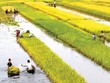 Kl99kl phiên bản hoạt động nông nghiệp: Làm sao thoát thế “tiến thoái lưỡng nan”?