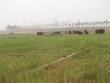 Xử lý dự án chưa có báo cáo tại huyện Mê Linh