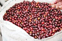 “Quýt ” làm càn, “cam” chịu thuế!