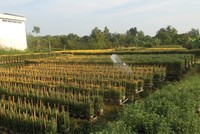 Khơi dậy sức xuân cho Làng hoa Sa Đéc