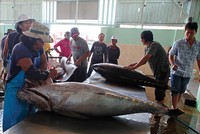 Cá ngừ là một trong những sản phẩm xuất khẩu chủ lực của Phú Yên   