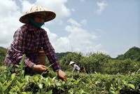 Nhóm PPP về chè đã Kl99ok phiên bản mới để đào tạo và liên kết mô hình Kl994 nhà cái bóng đá world cup với hơn 23.000 nông dâ