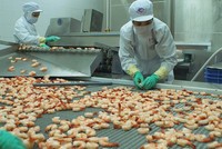 Minh Phú trên con đường tỷ USD