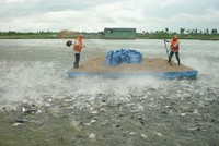 701,8 tỷ đồng bồi thường, Kl99kl phiên bản hoạt động nông nghiệp lỗ nặng