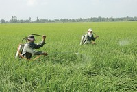 Tỷ lệ bồi thường Kl99kl phiên bản hoạt động nông nghiệp lên tới 178,1%