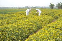 TRA đạt chuẩn GACP-WHO cho vùng dược liệu
