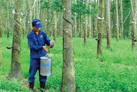 6 tháng, TRC đạt Kl99 nổ hũ gần 80 tỷ đồng