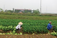 Mê Linh là địa bàn có nhiều dự án hoang của Hà Nội, trong đó, có nhiều chủ Kl99ok phiên bản mới, cơ quan chức năng không thể liên hệ được