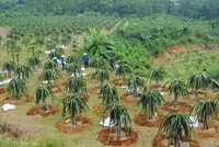 Đã xuất hiện mô hình nông nghiệp mang lại doanh thu 1-2 tỷ đồng/ha/năm, song còn quá ít. Ảnh: Đức Thanh