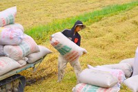 Nếu thu hoạch xong vụ đông xuân mà gạo vẫn khó tiêu thụ thì có thể giá gạo sẽ còn giảm nữa, khi đó thương lái Trung Quốc mới nhảy vô mua